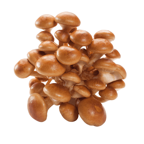 Japanse Bundelzwam (Nameko)