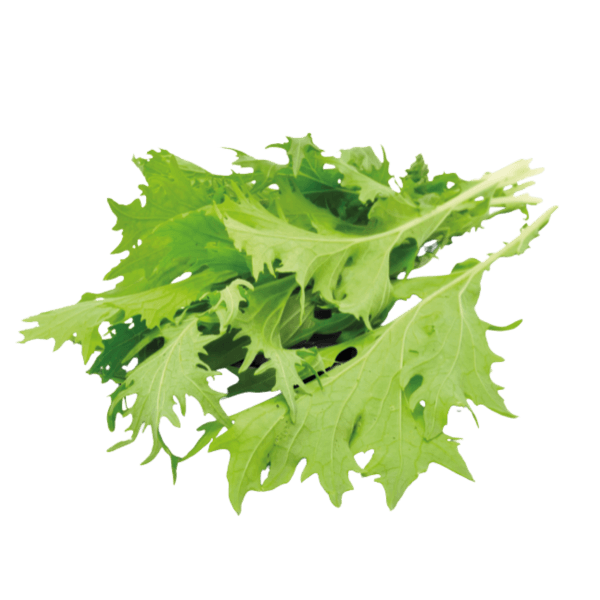 Japanese mustard lettuce (Mizuna)