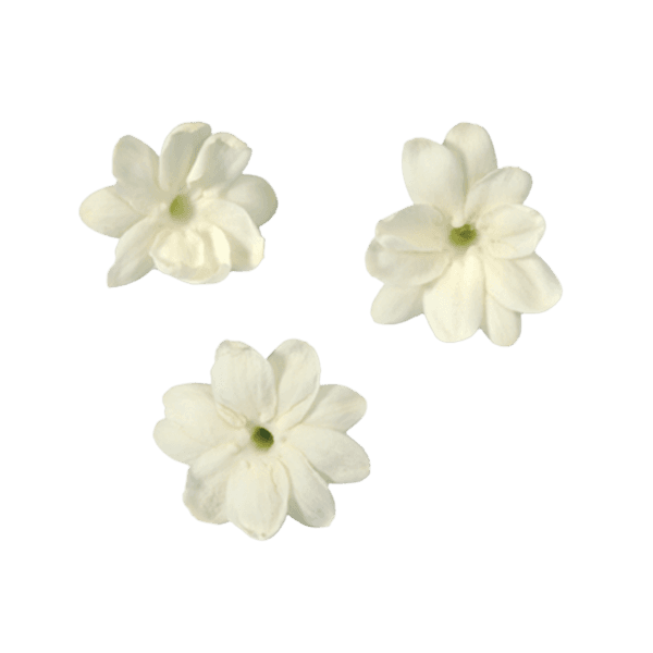 Jasmine Blossom