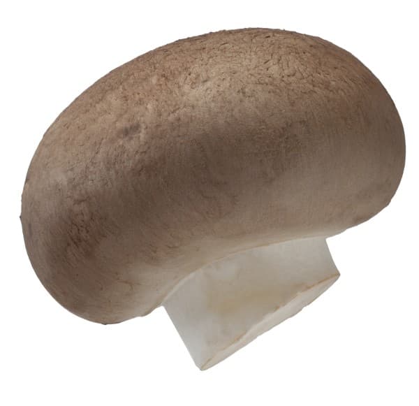 Kastanjechampignon