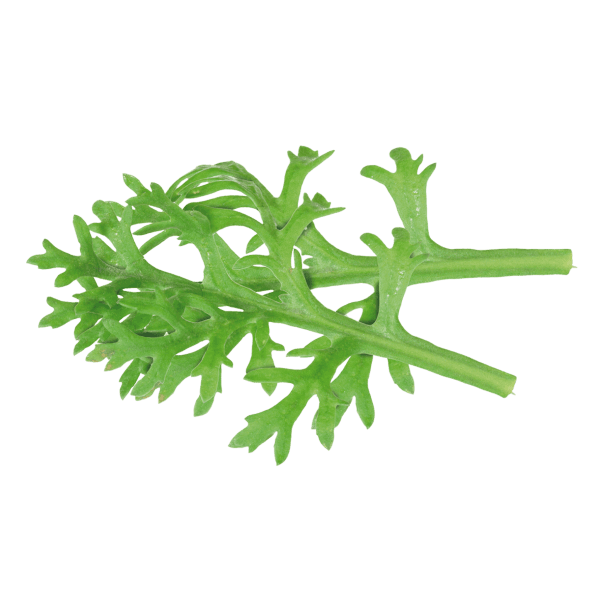 Kikuna Leaves®