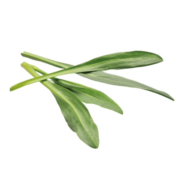 Lamsoor