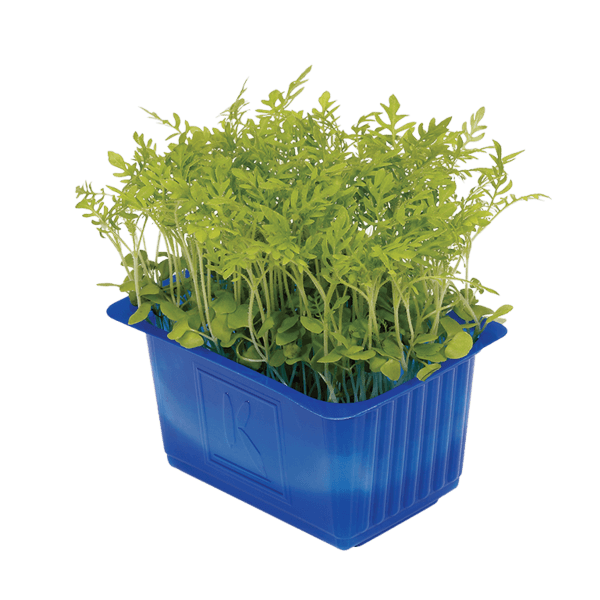Liita Cress