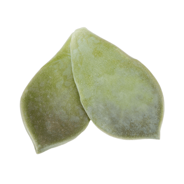 Majii Leaves®