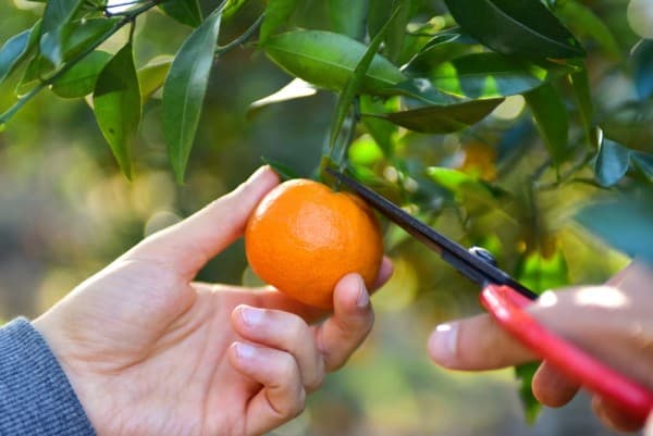 Mandarijn (Mediterrane types)