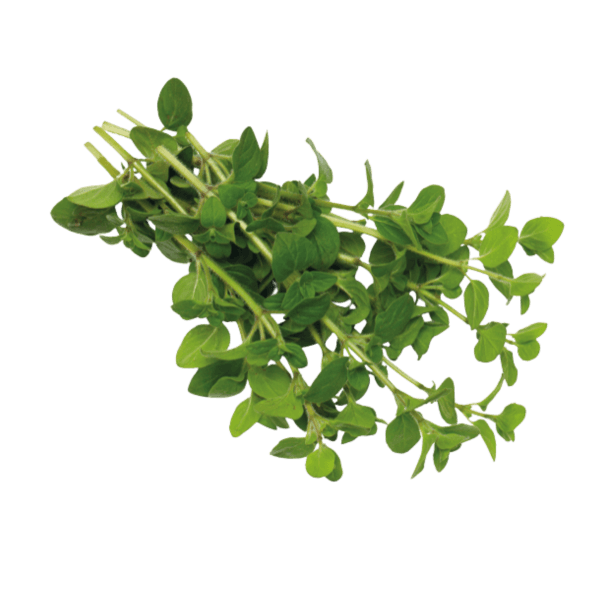Marjolein