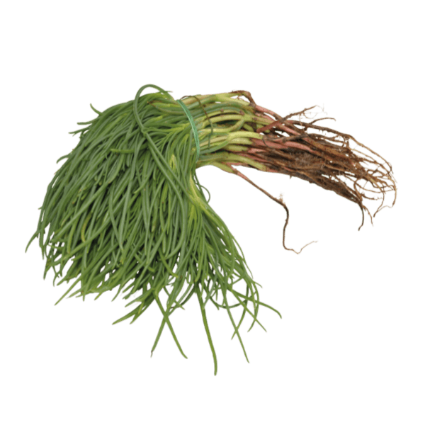Veggipedia - Monkbeard