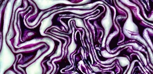 Purple pointed cabbage