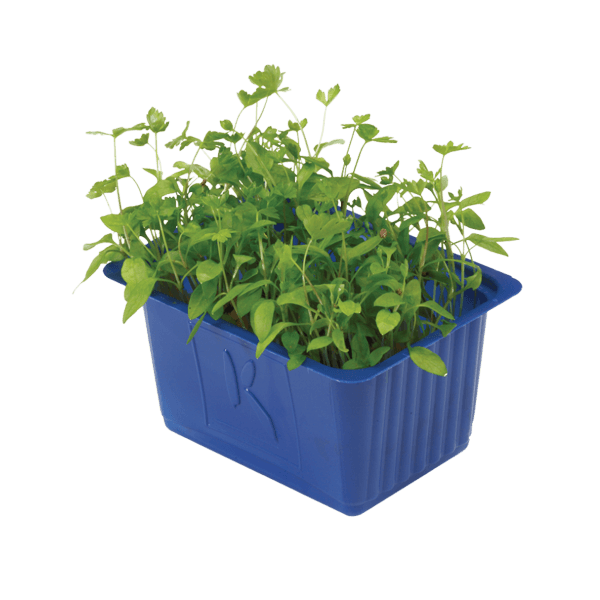 Persinette Cress®