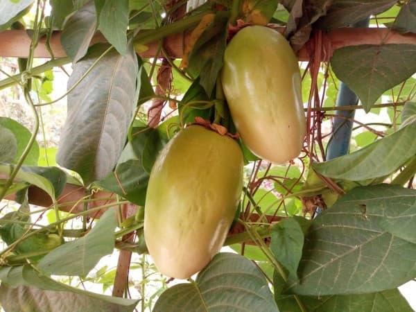 Reuzen granadilla