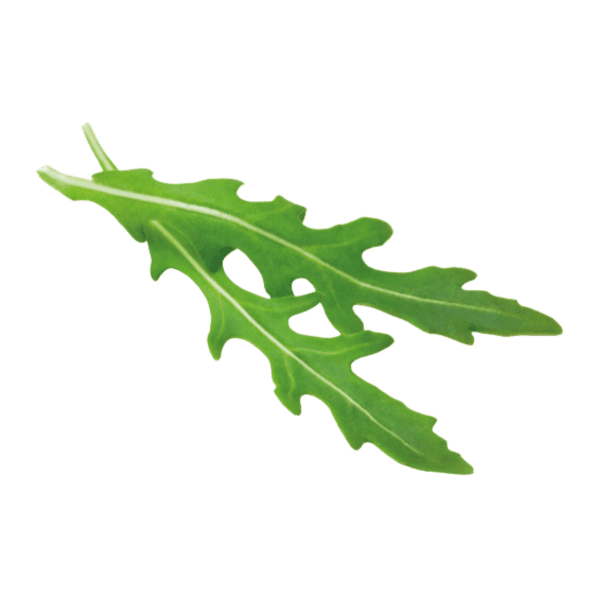 Rucola
