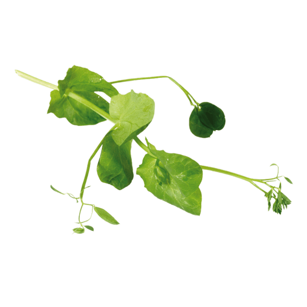 Salad Pea