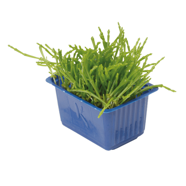 Salicornia Cress
