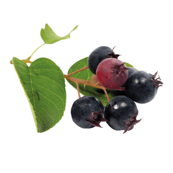 Saskatoon berries