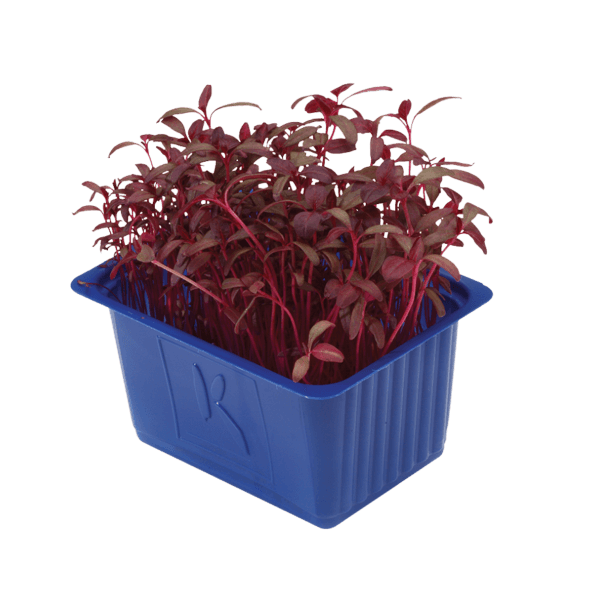Scarlet Cress