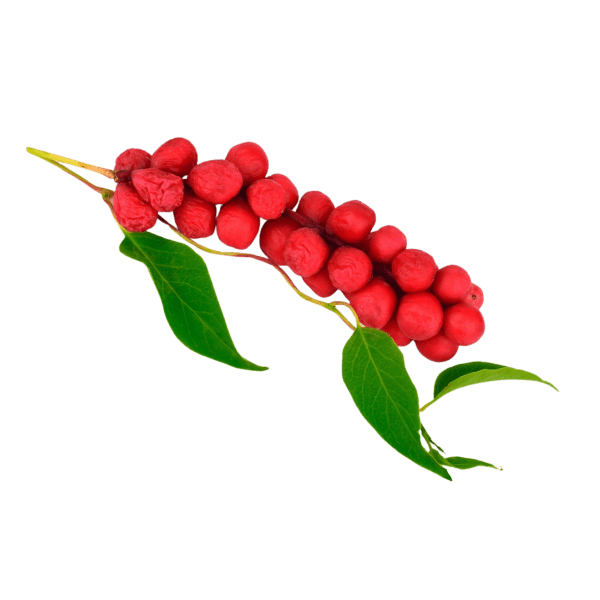 Schisandra bessen