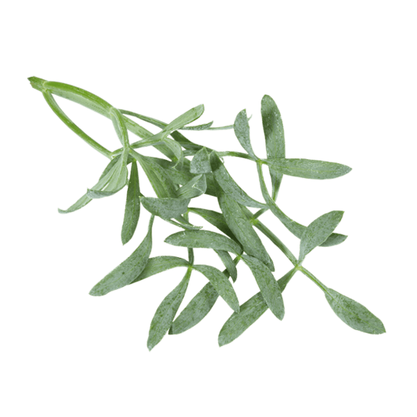 Sea Fennel®