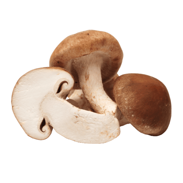 Shiitake