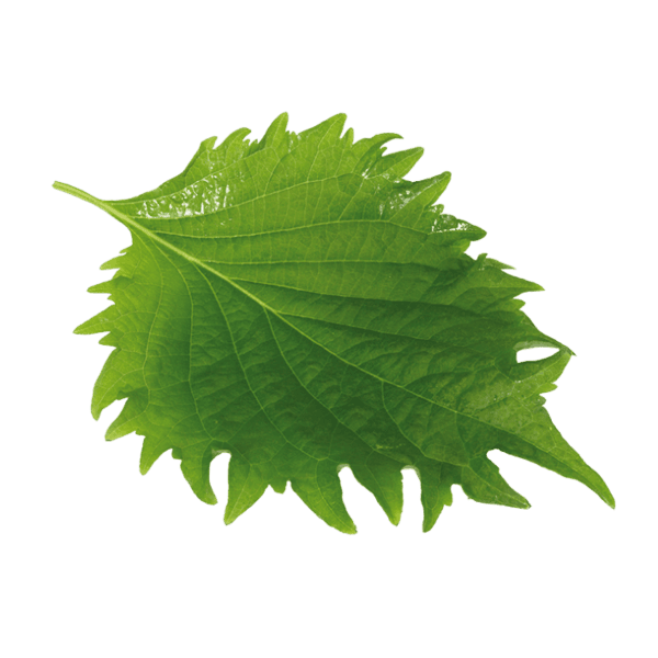 Shiso Leaves Green