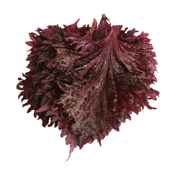 Shiso Leaves Purple