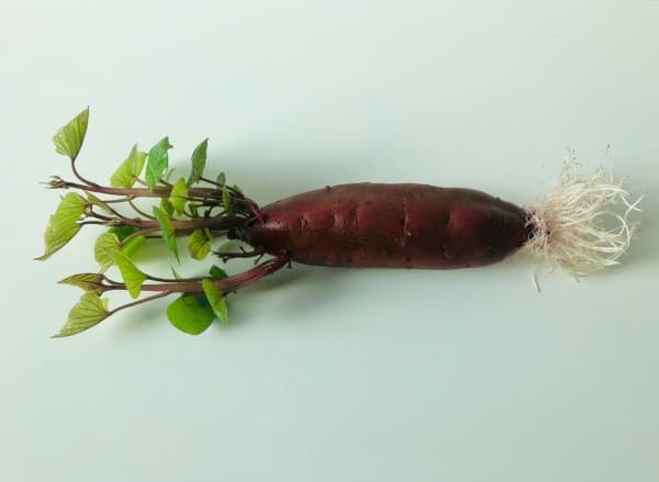 Stengels zoete aardappel