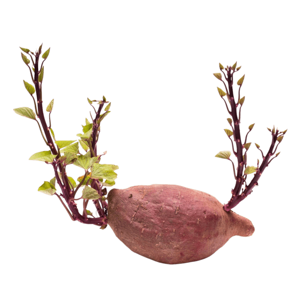 Stengels zoete aardappel