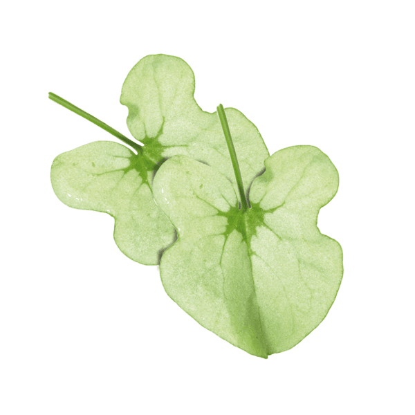 Syrha Leaves®