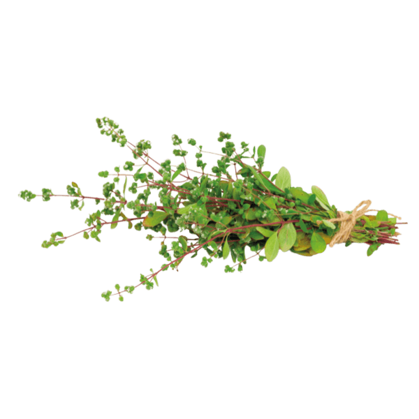 Turkse oregano