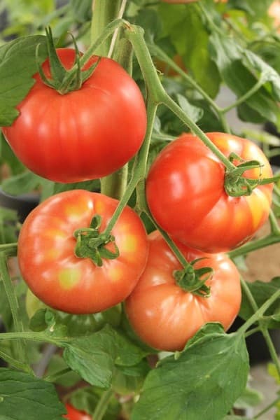 Fleischtomaten