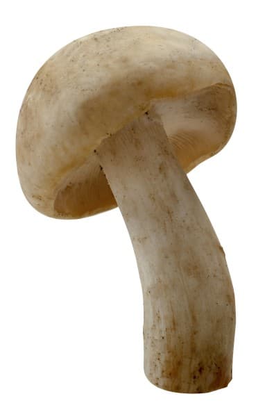 Voorjaars pronkridderzwam (St. George)