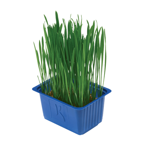 Wheat Grass