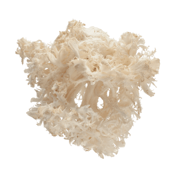 Witte koraalzwam