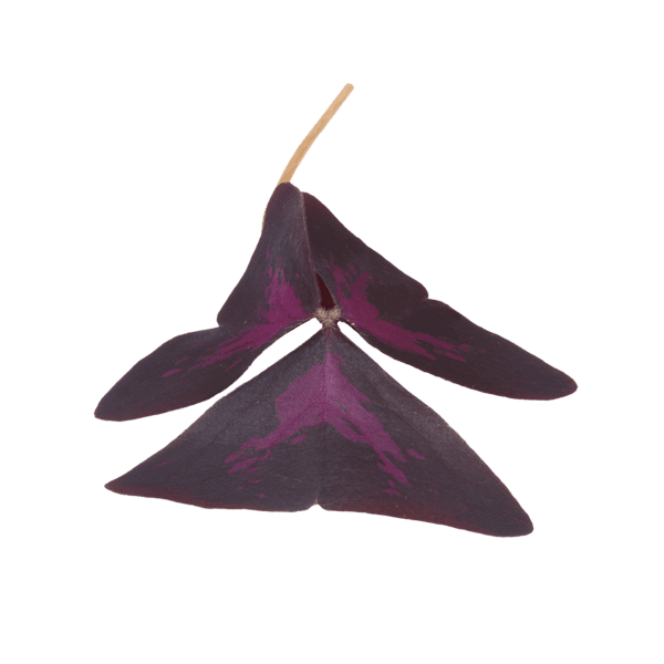 Yka Leaves®