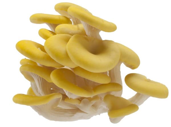 Yellow oyster mushroom