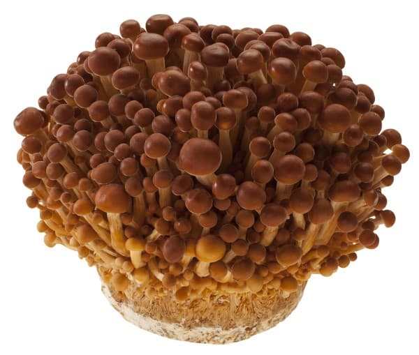 Gouden fluweelpootje (Golden Enoki)