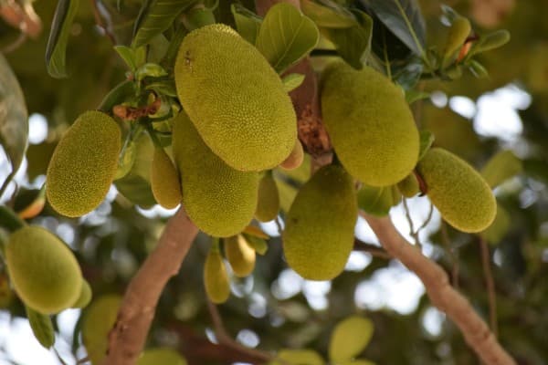 Jackfruit (Nangka)