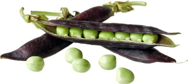 Kapucijners