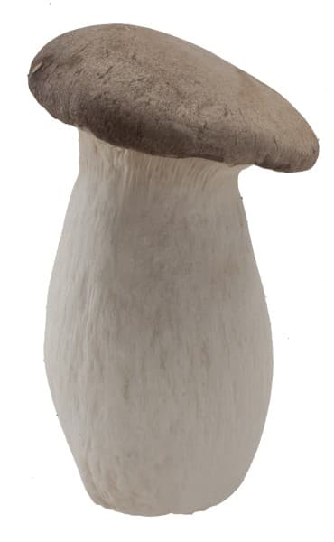 Koningsoesterzwam (Eryngii)