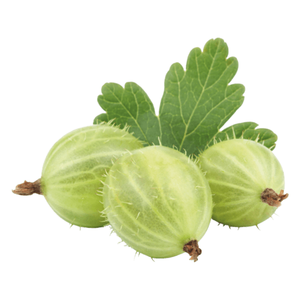 Kruisbes