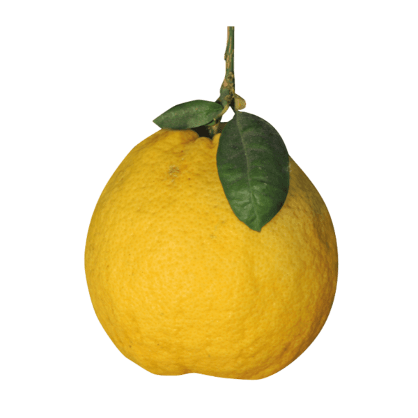 Orangelo
