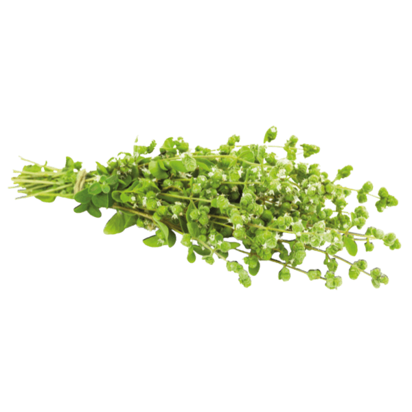Oregano