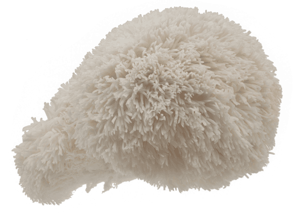 Pruikzwam (Pom Pom Blanc)