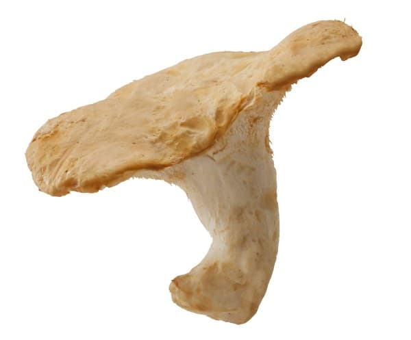 Schapevoetje (Gele stekelzwam)