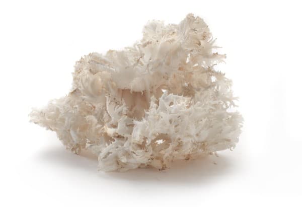 Witte koraalzwam