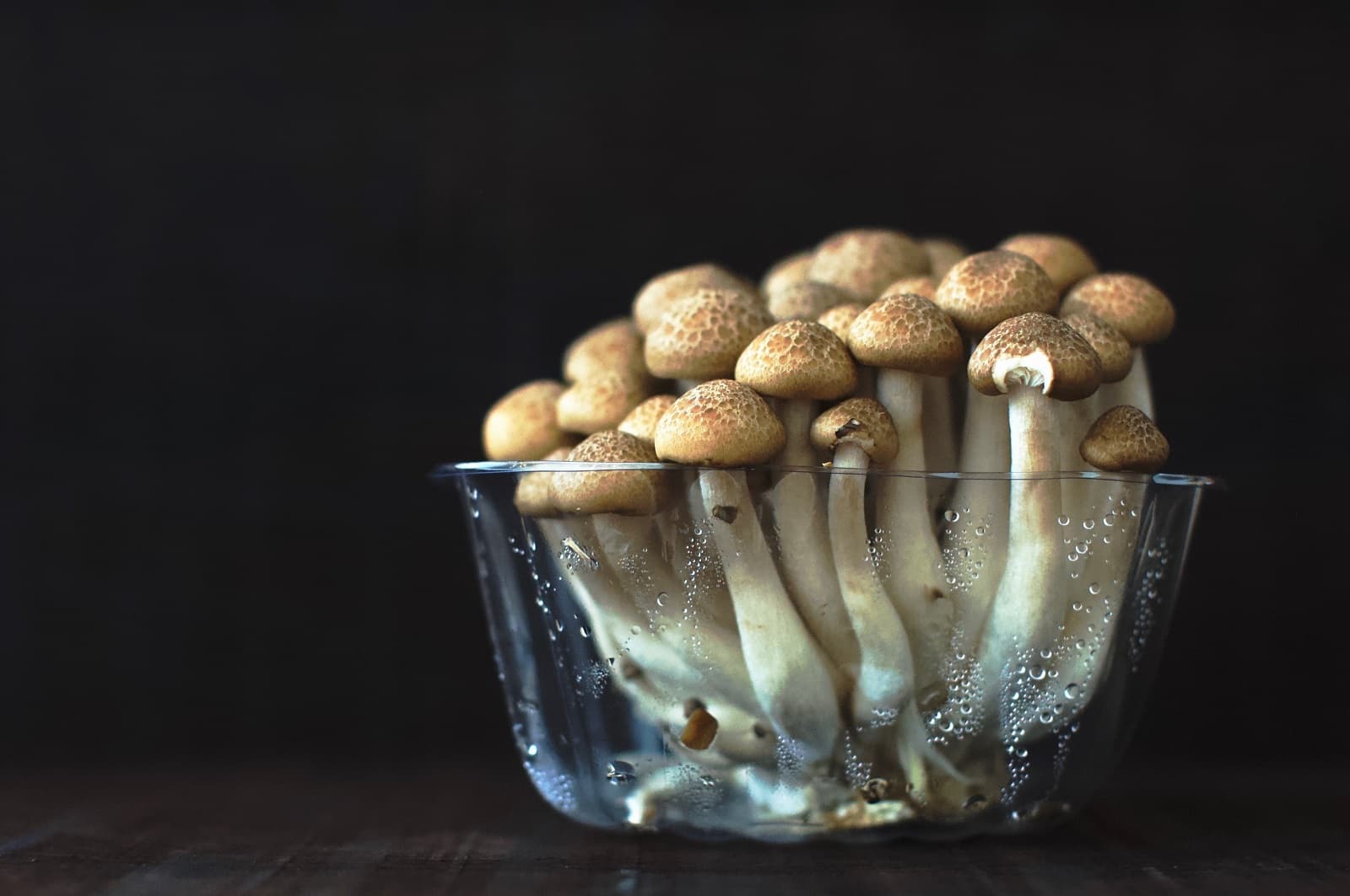 <h1>Wat is het verschil tussen paddenstoelen, champignons en kastanjechampignons?</h1>