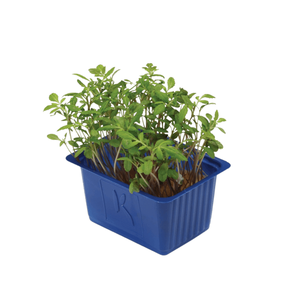 Aclla Cress®