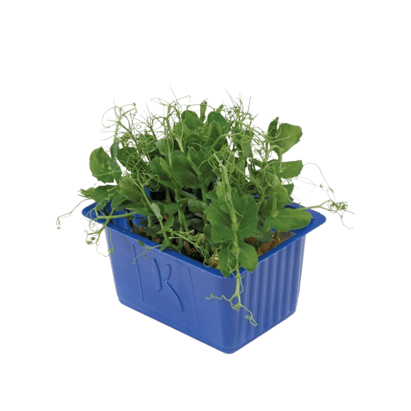 Affilla Cress®