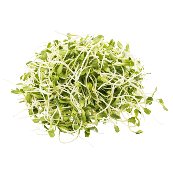 Alfalfa