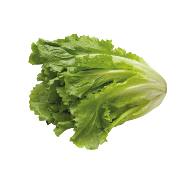 Endivie