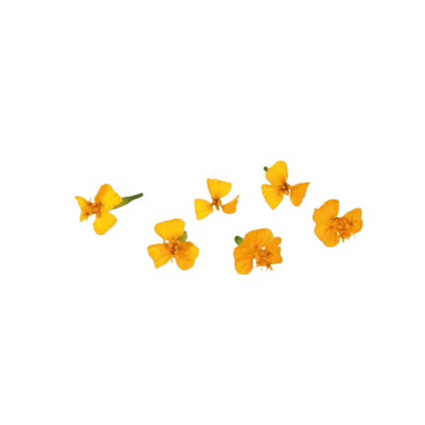 Anisblüte
